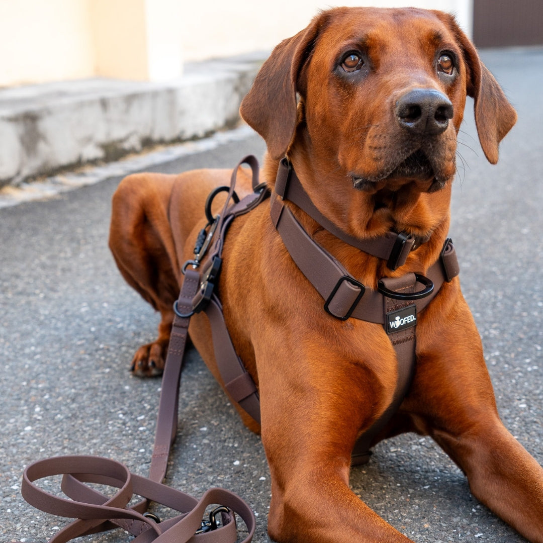 Y-Hundegeschirr WOOFLEX® 4fach-verstellbar mit Griff und Sicherheitsschnallen Espresso - wasserfest