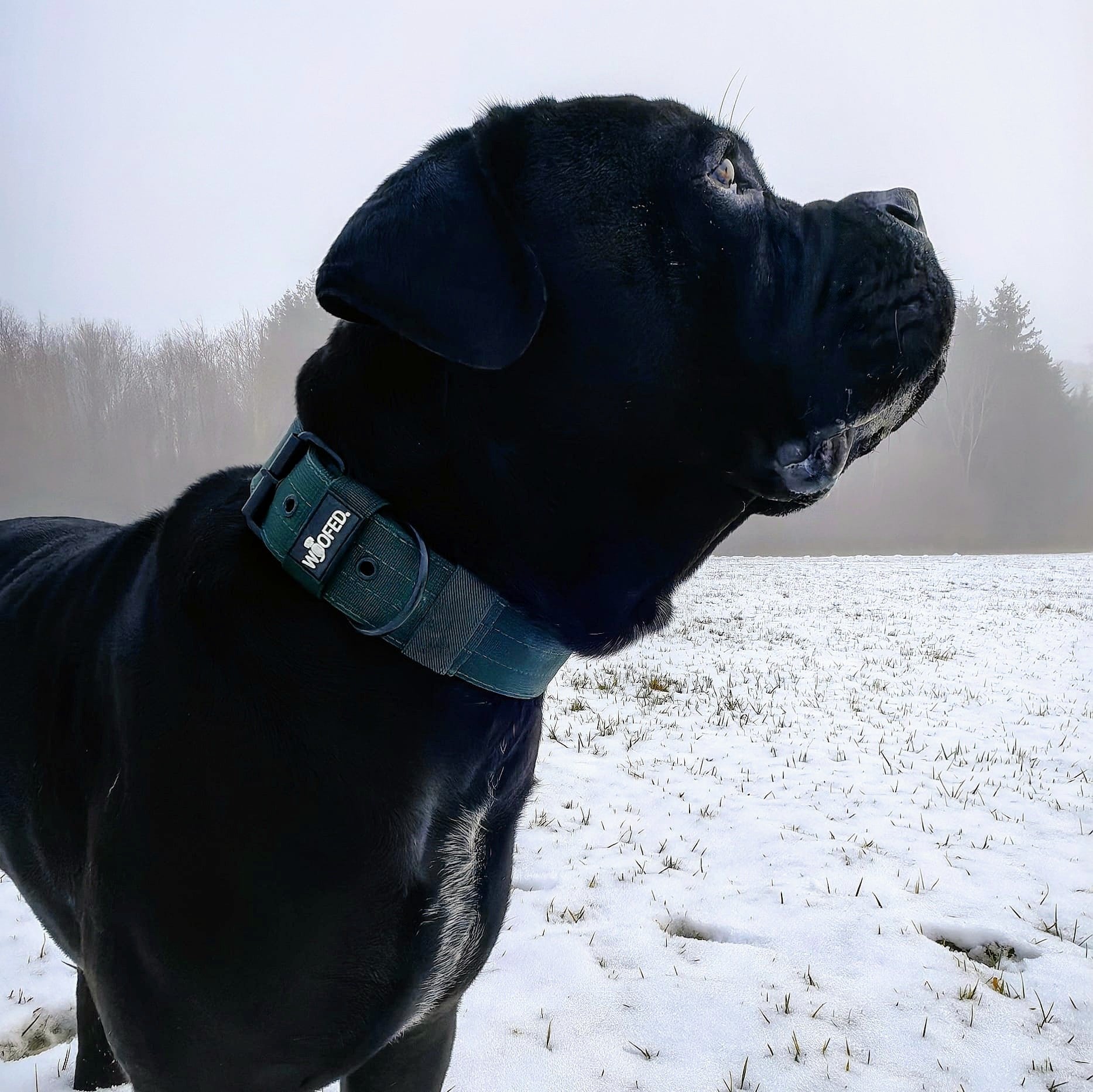 Nylon Classic Halsband Dark Green