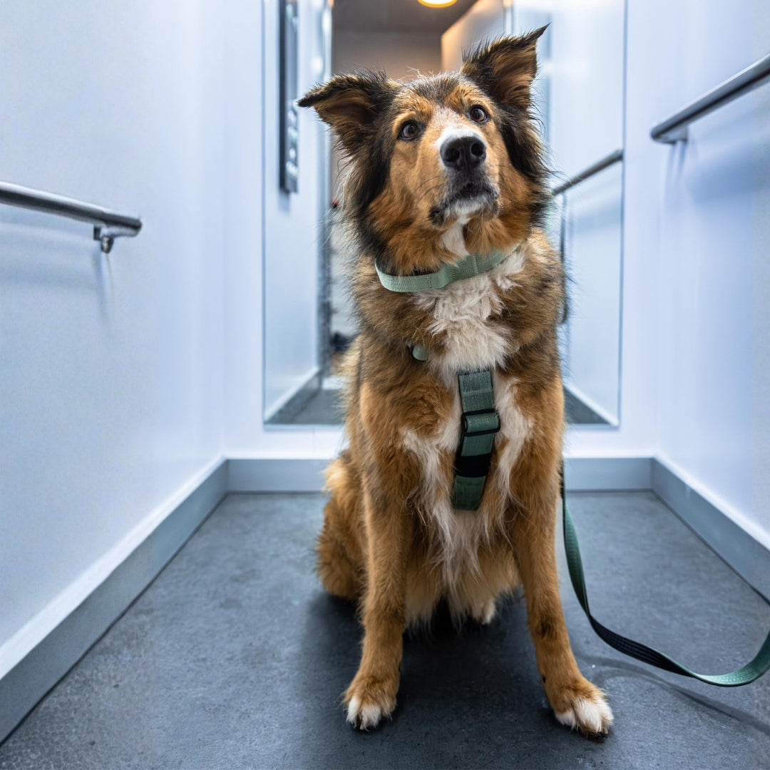 Y-Hundegeschirr 4fach-verstellbar mit Griff und Sicherheitsschnallen Sage Green - ultraleicht