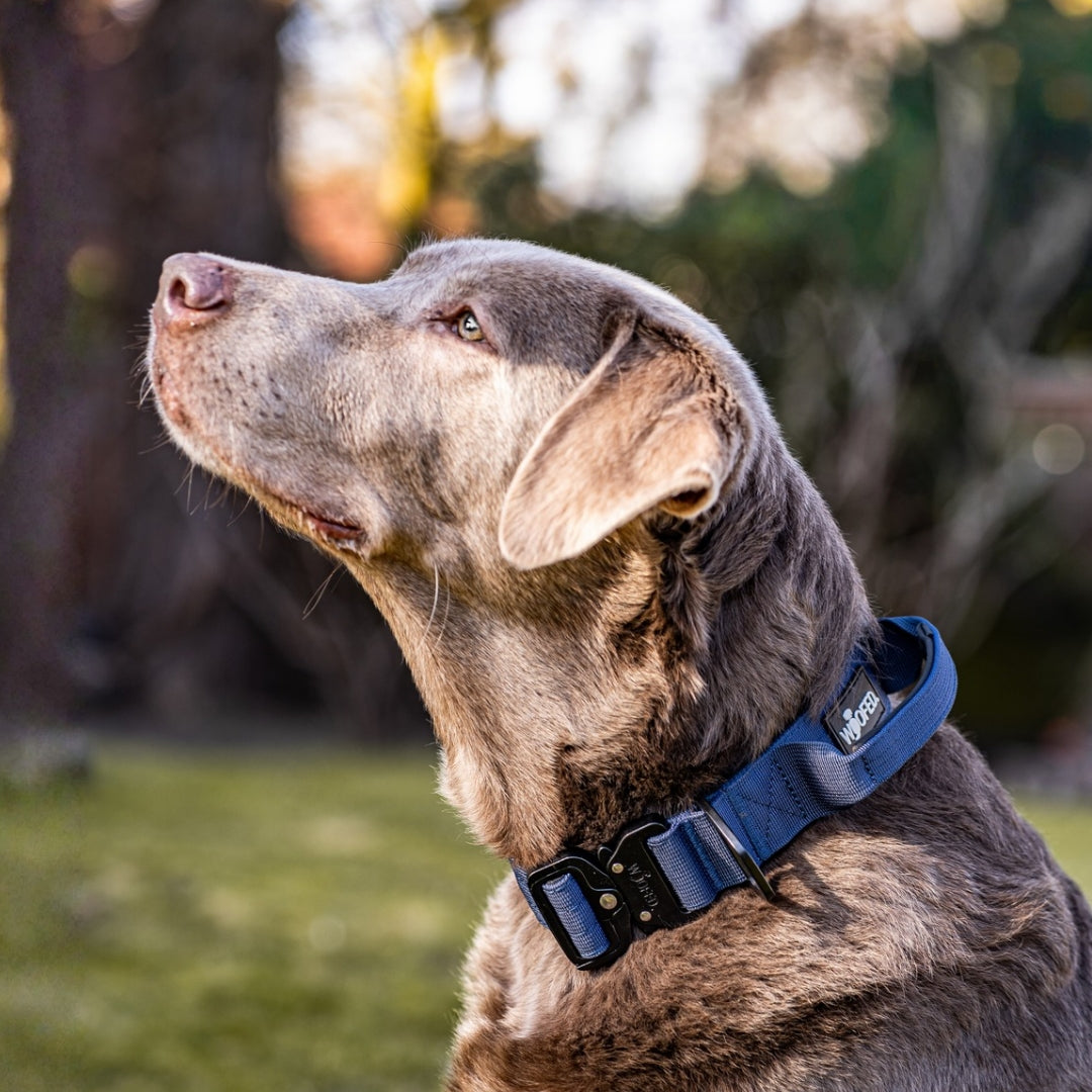 Nylon Tactical Halsband mit Griff Midnight Blue - ultraleicht