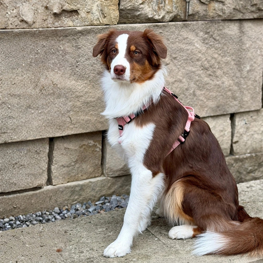 Y-Hundegeschirr 4fach-verstellbar mit Griff und Sicherheitsschnallen Dusty Rose - ultraleicht