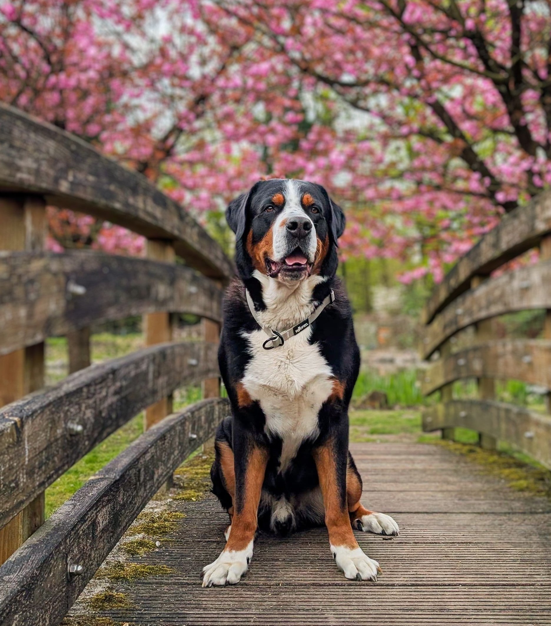 Zugstopphalsband WOOFLEX® Desert Sand