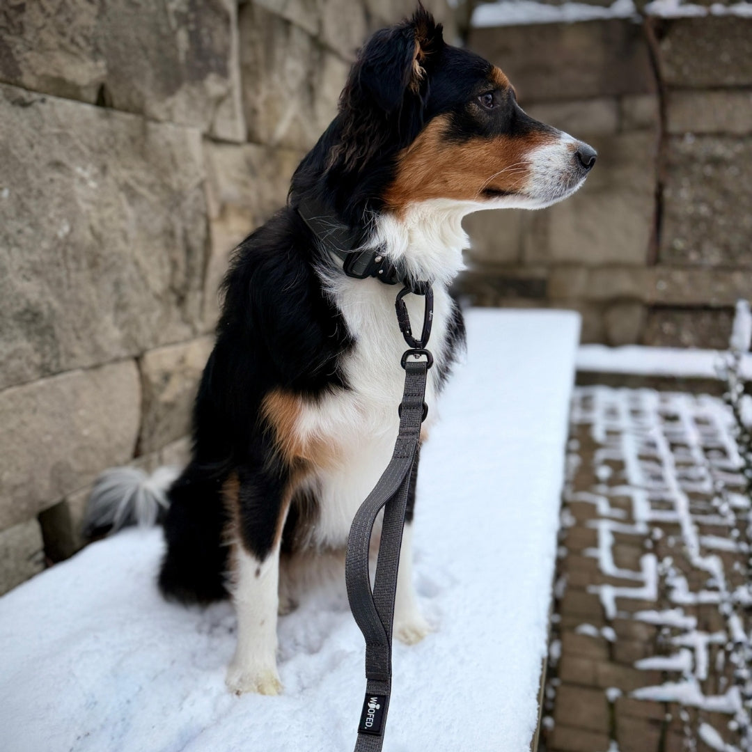 Nylon Pro Führleine Anthracite