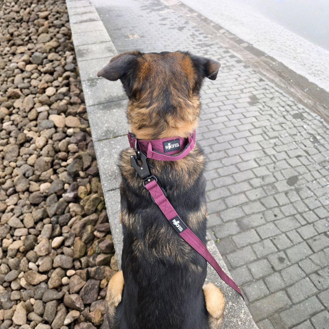 Nylon Tactical Führleine Bordeaux