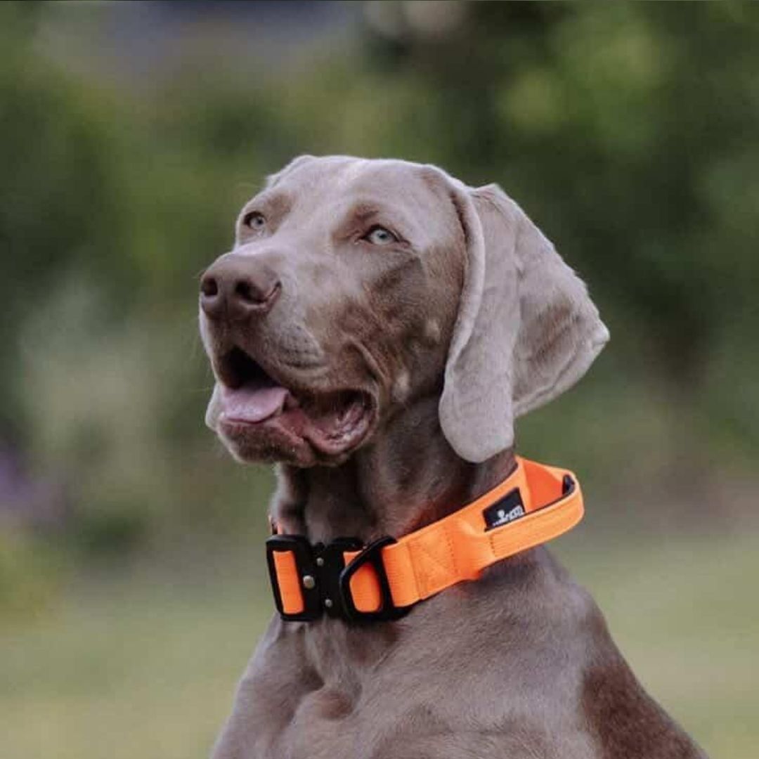 Weimaraner, seitliche Ansicht, trägt leuchtend orangefarbenes taktisches Halsband mit schwarzer Schnalle vor unscharfem Gart