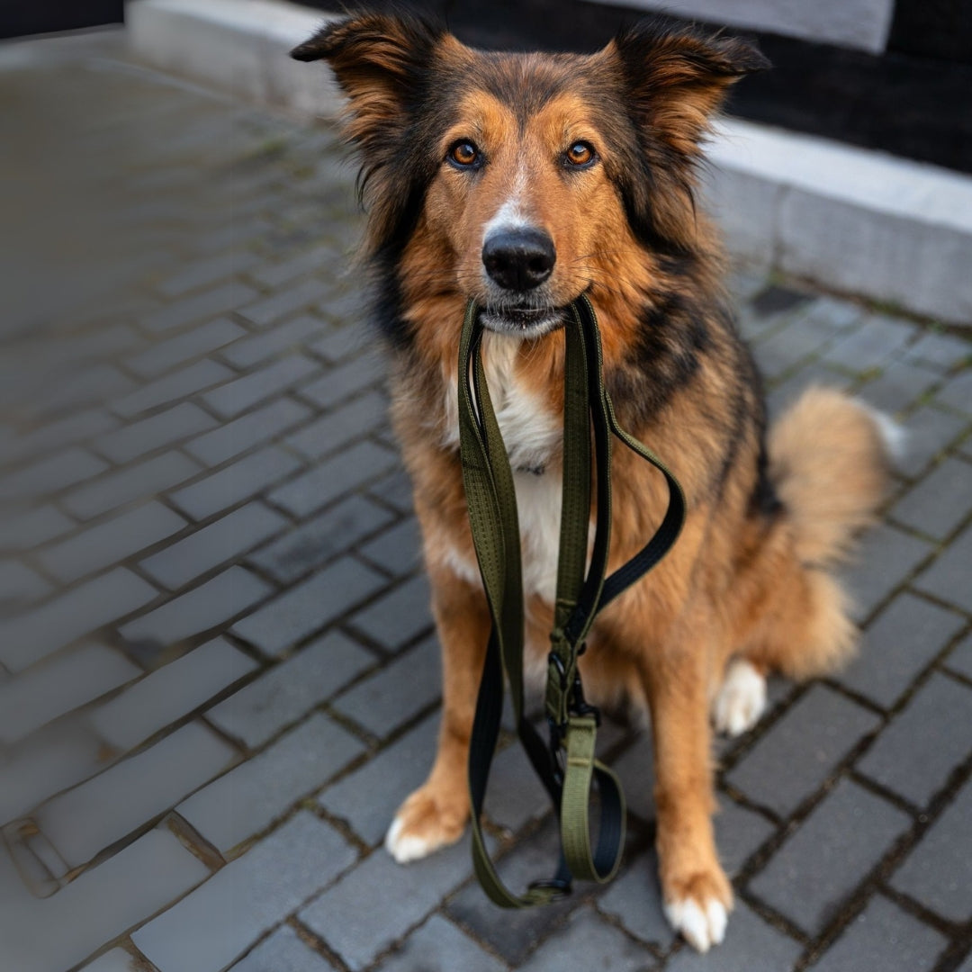 Nylon Classic Halsband-Leine-Set Military Olive