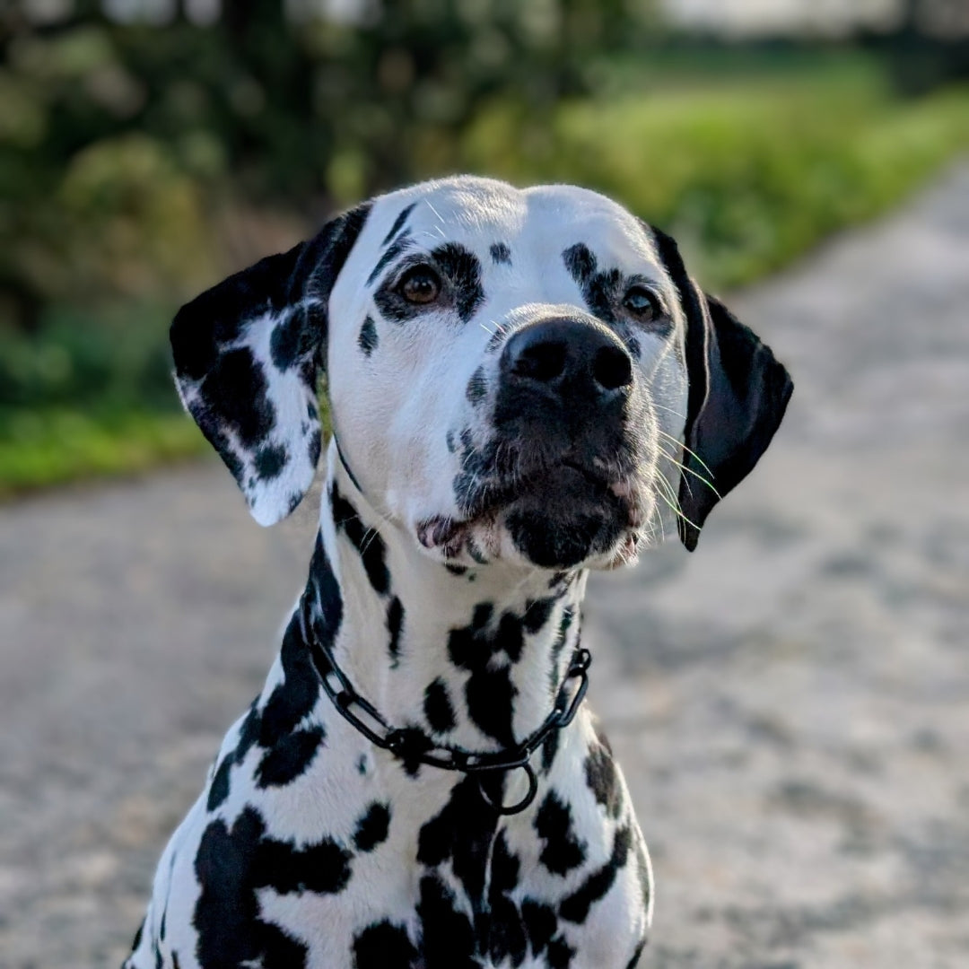 Woofchain Kettenhalsband aus Edelstahl Black