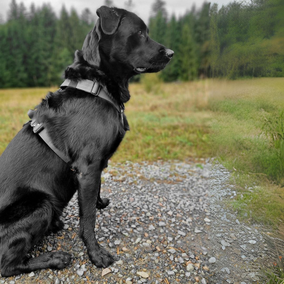 Y-Hundegeschirr 4fach-verstellbar mit Griff und Sicherheitsschnallen Anthracite - ultraleicht