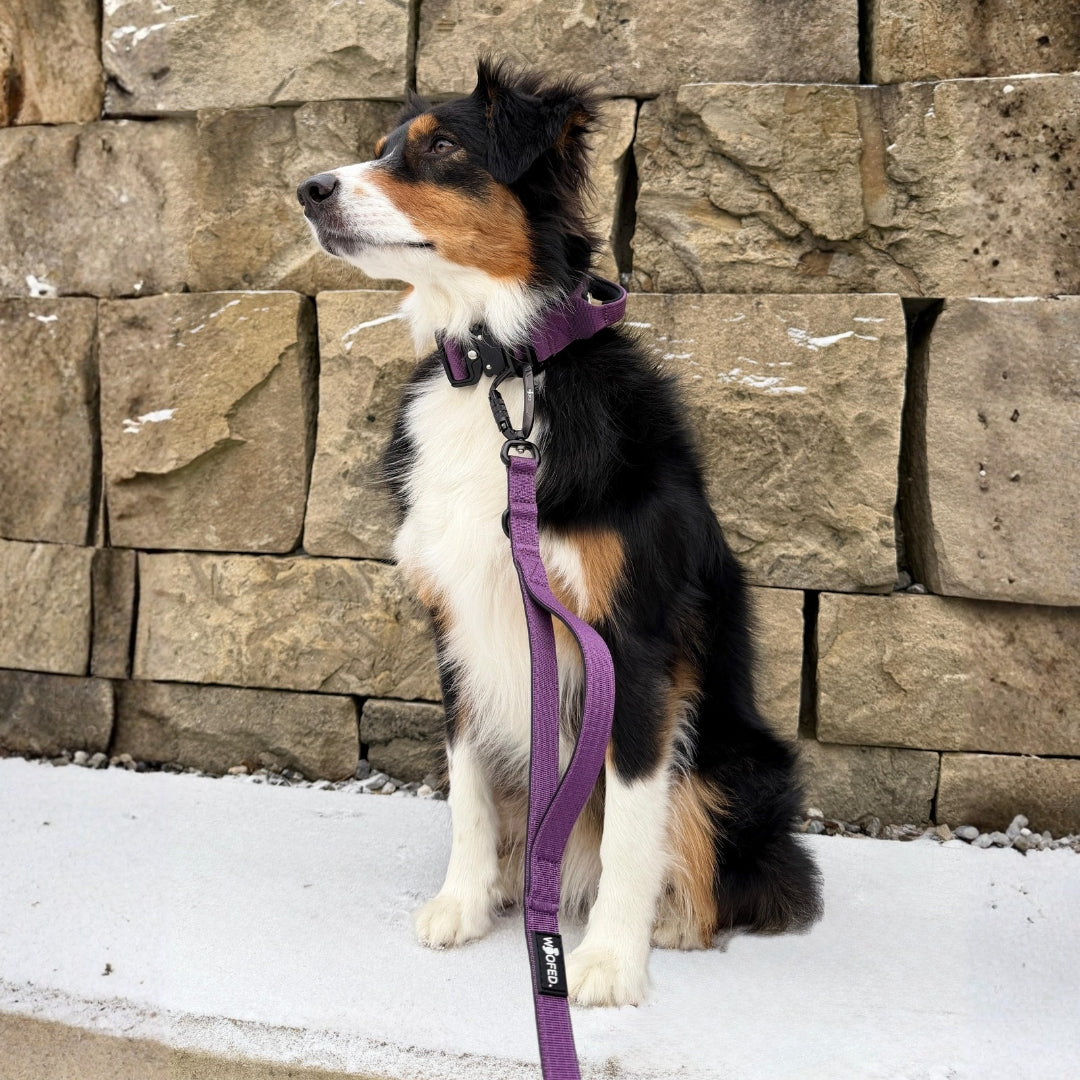 Nylon Pro Führleine Velvet Purple