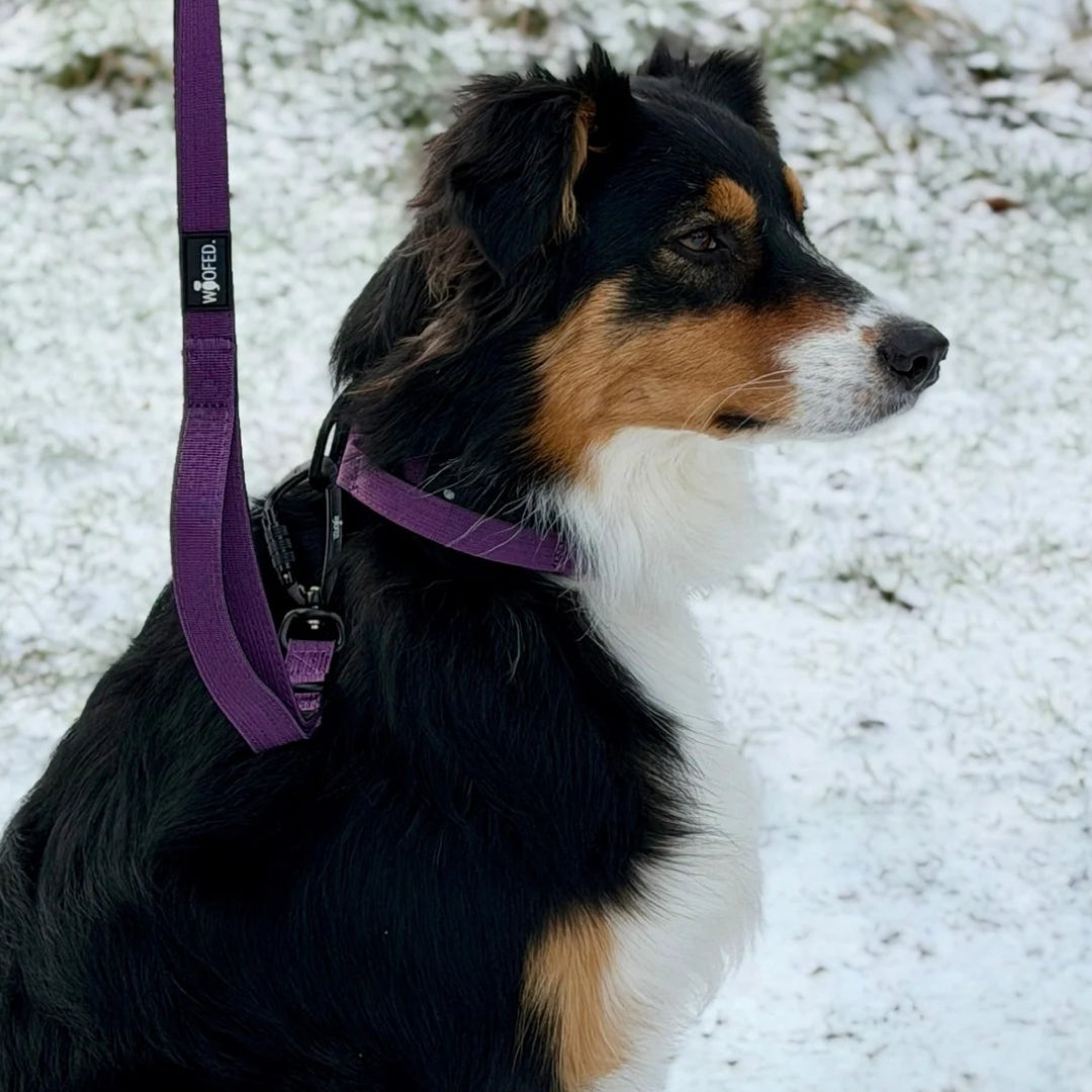 Nylon Pro Führleine Velvet Purple