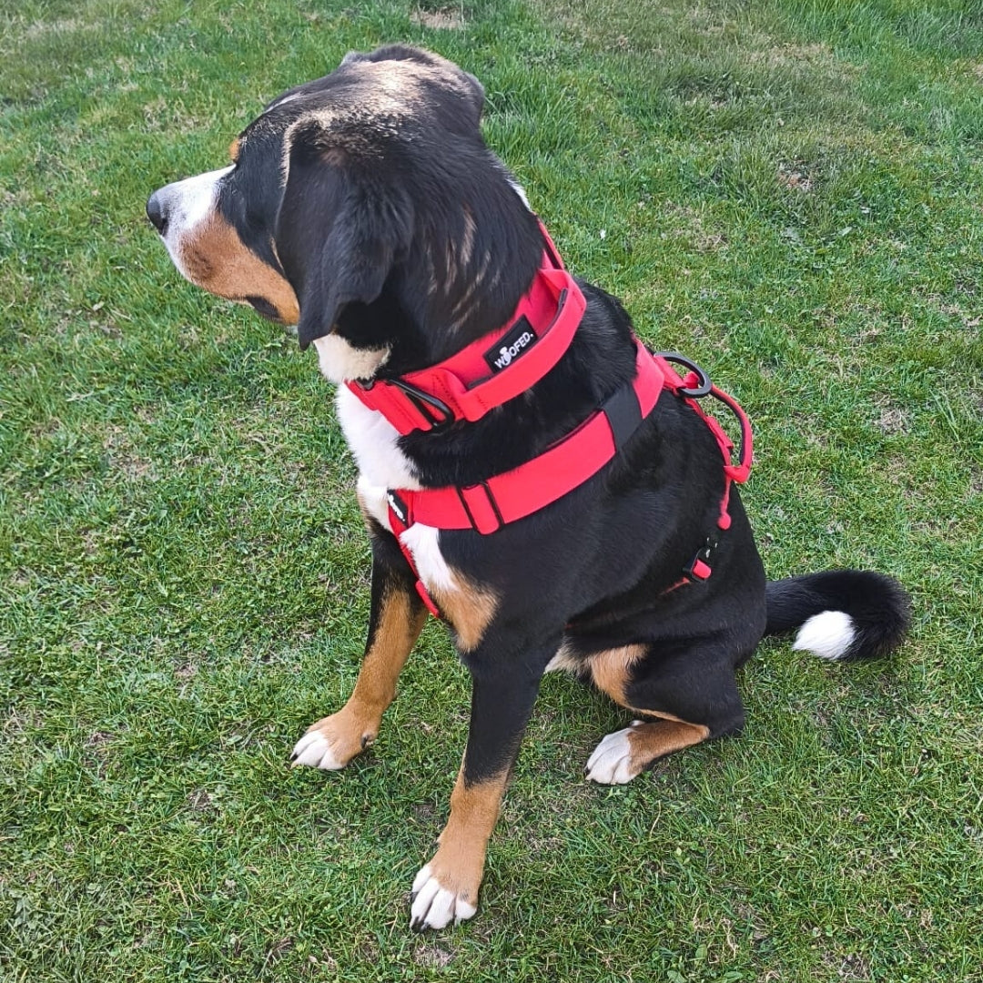 Y-Hundegeschirr 4fach-verstellbar mit Griff und Sicherheitsschnallen Rosso Red - ultraleicht