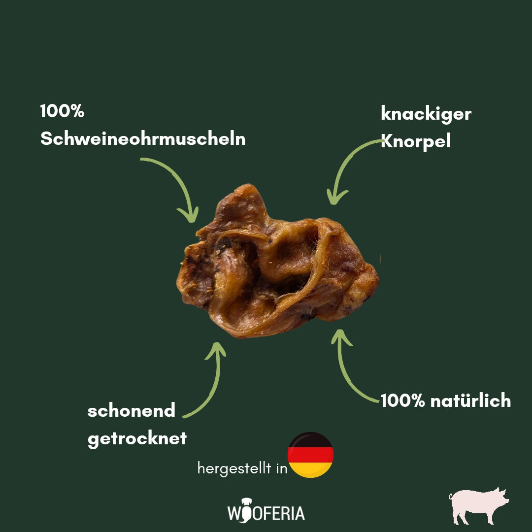 Getrocknete braune Schweineohrmuschel, gewellte knorpelige Struktur, Nahaufnahme, frontale Ansicht vor dunkelgrünem Hintergr