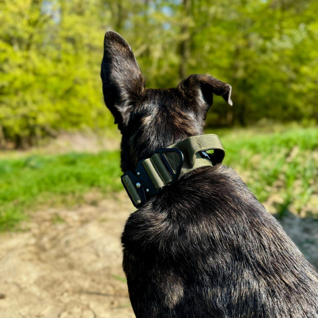 Nylon Tactical Collar Military Olive