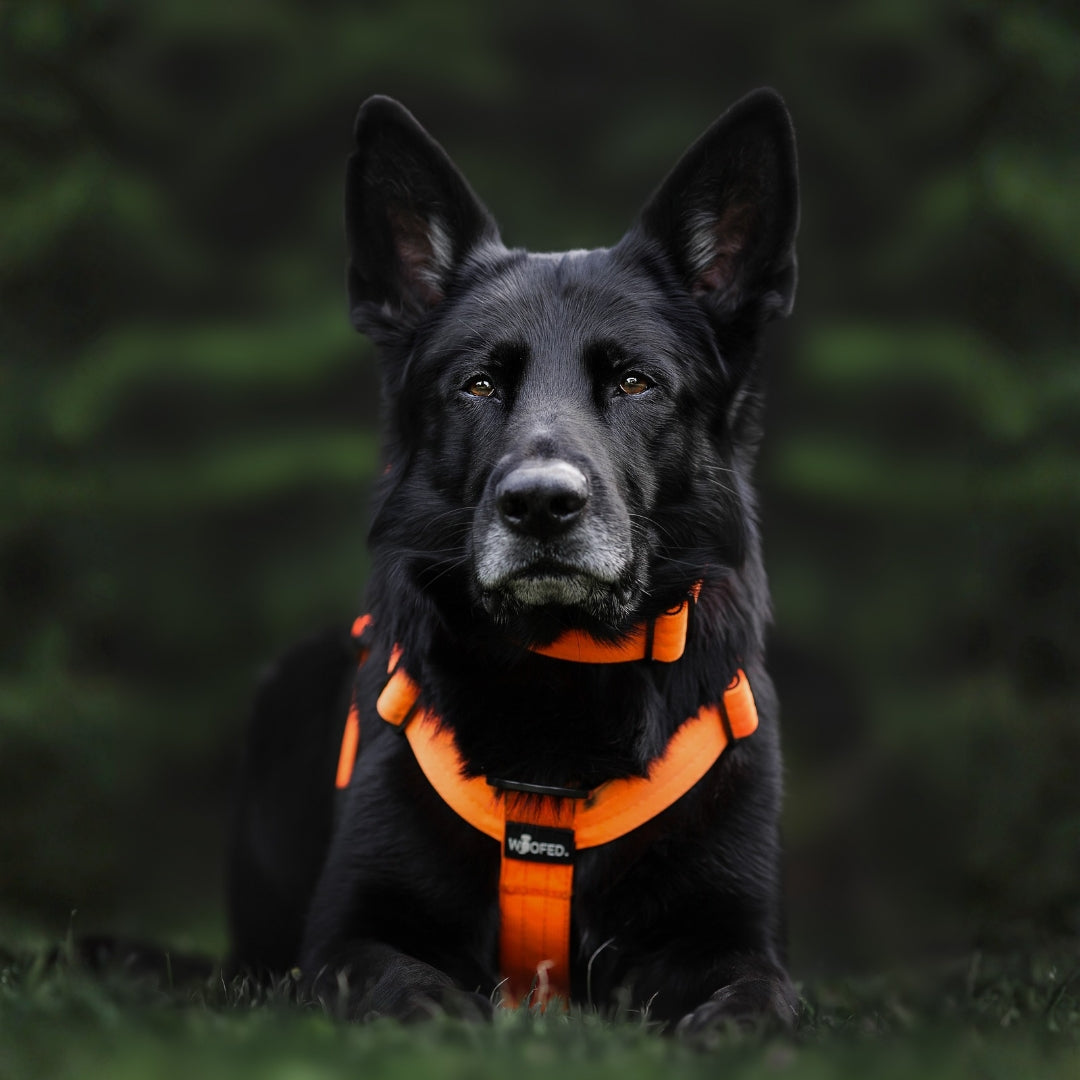 Schwarzer Hund, Frontalaufnahme, trägt leuchtendes Y-Hundegeschirr Safety Orange in Nahaufnahme