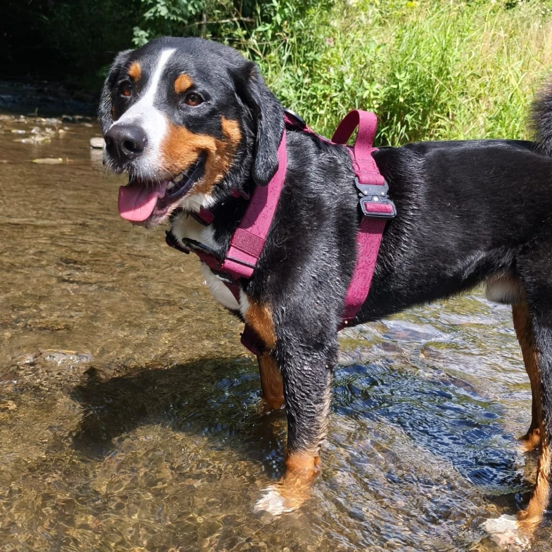Y-Hundegeschirr WOOFLEX® 4fach-verstellbar mit Griff und Sicherheitsschnallen Burgundy - wasserfest