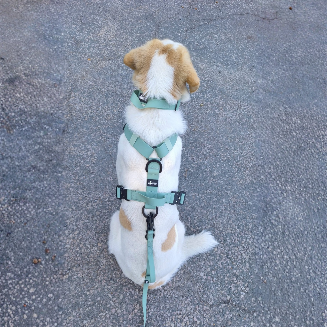 Y-Hundegeschirr WOOFLEX® 4fach-verstellbar mit Griff und Sicherheitsschnallen Jade Green - wasserfest