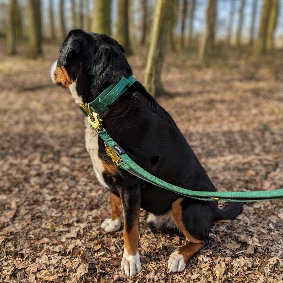 taktische Nylon Führleine Emerald Green