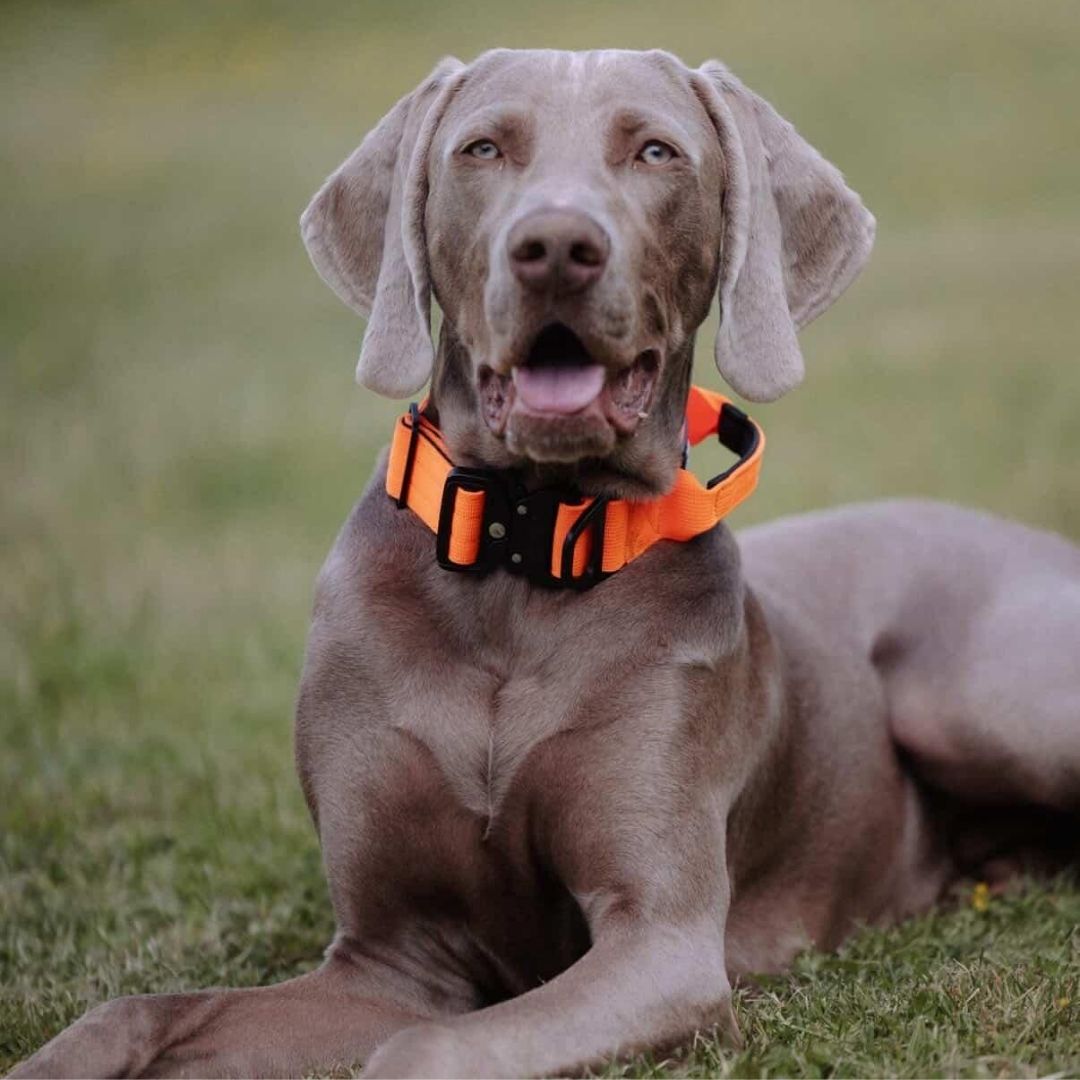 Nylon Tactical Halsband Safety Orange - ultraleicht