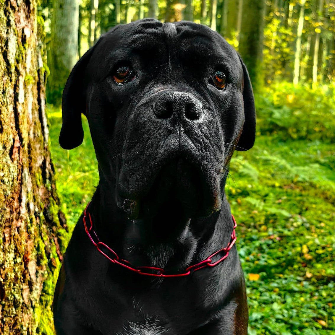 Woofchain Kettenhalsband aus Edelstahl Bordeaux