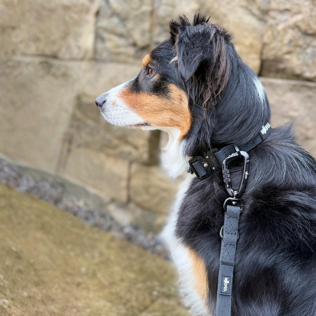 Dreifarbiger Hund in Profil mit verstellbarer schwarzer WOOFLEX-Führleine und Twist-Lock-Karabiner am Halsband