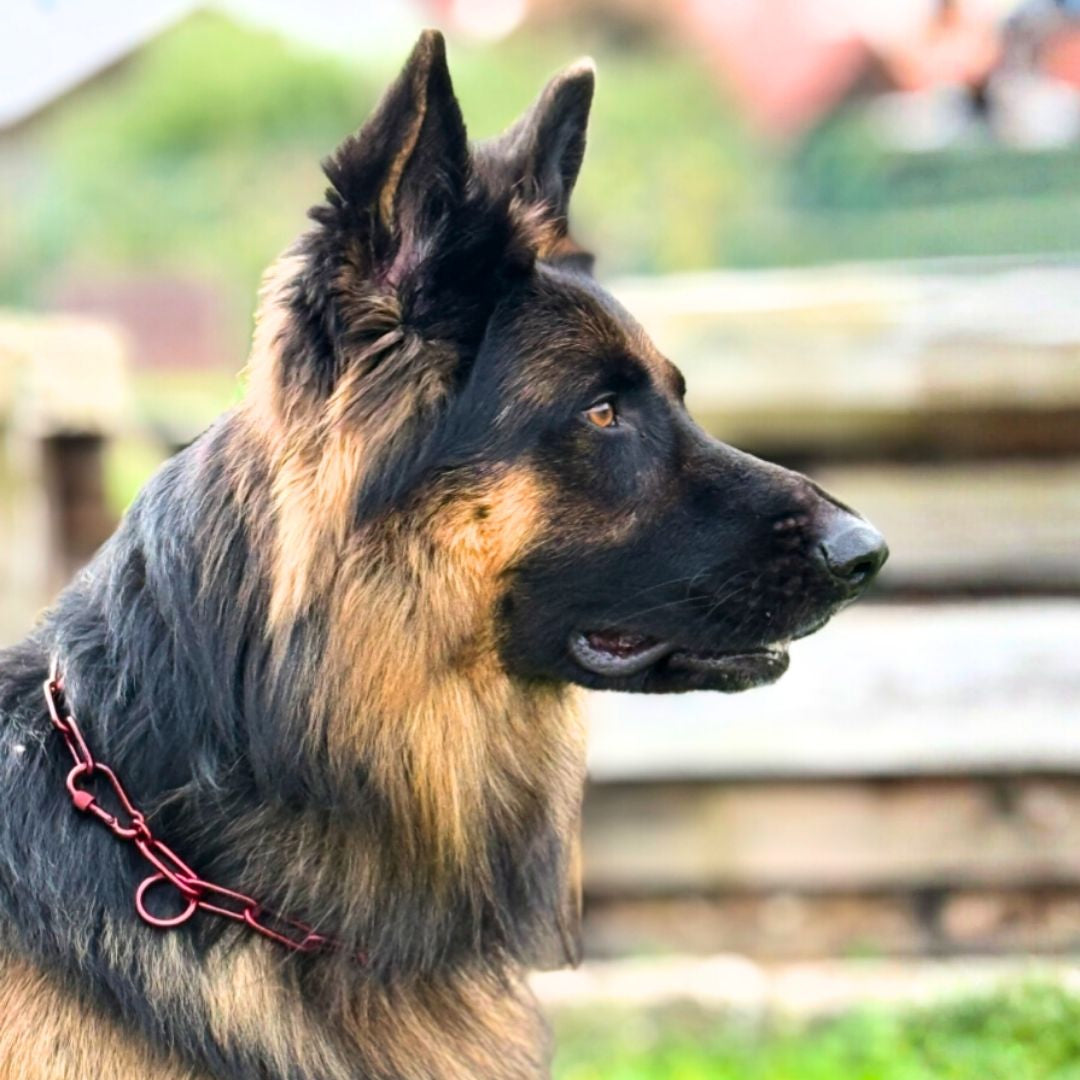 Woofchain Kettenhalsband aus Edelstahl Bordeaux