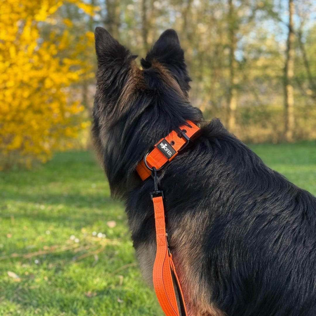 Nylon Classic Führleine Safety Orange mit Kurzführgriff