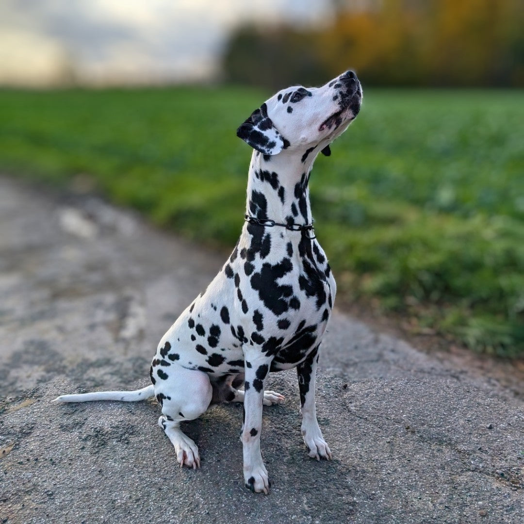 Woofchain Kettenhalsband aus Edelstahl Black