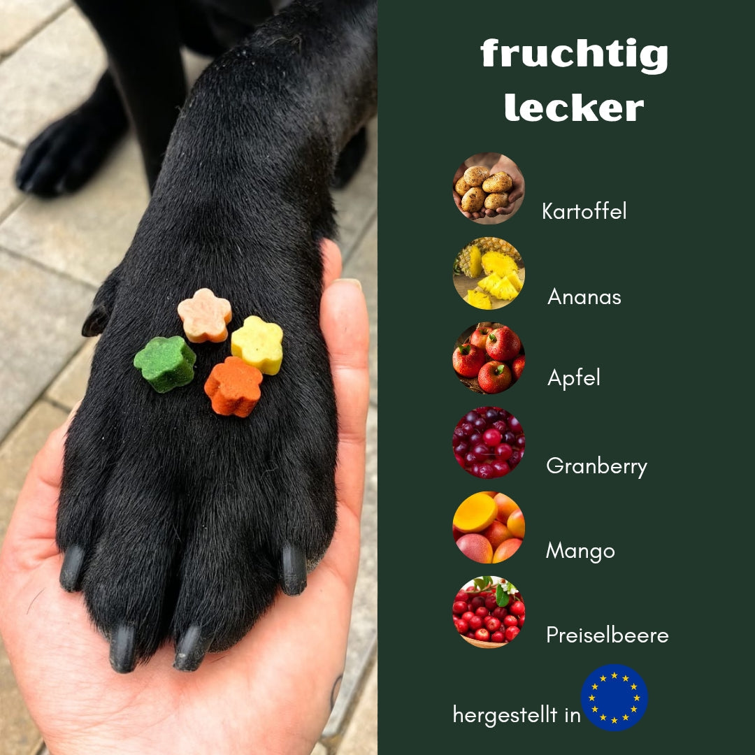 Schwarze Hundepfote auf Hand mit vier blütenförmigen Früchte-Softies (grün, orange, gelb, rosa), Nahaufnahme