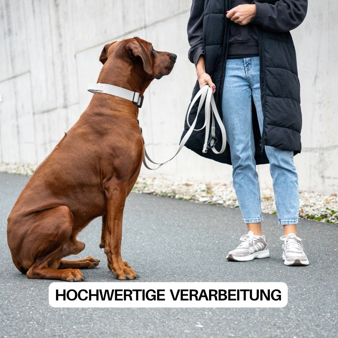 Großer brauner Hund sitzt seitlich, trägt Desert-Sand Halsband mit schwarzer Schnalle; Person steht daneben und hält Leine.