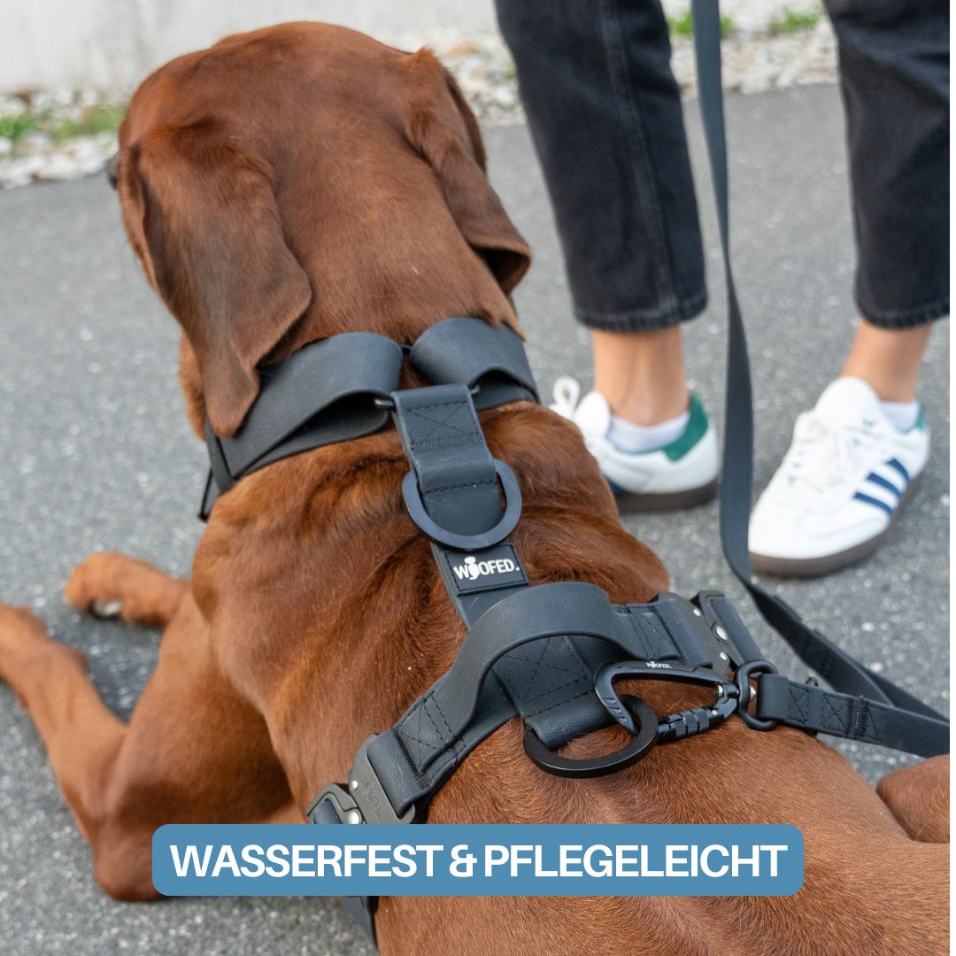 Rückenansicht eines braunen Hundes mit schwarzem WOOFLEX Y‑Geschirr, sichtbarem Haltegriff, D‑Ring und angeclipster Leine