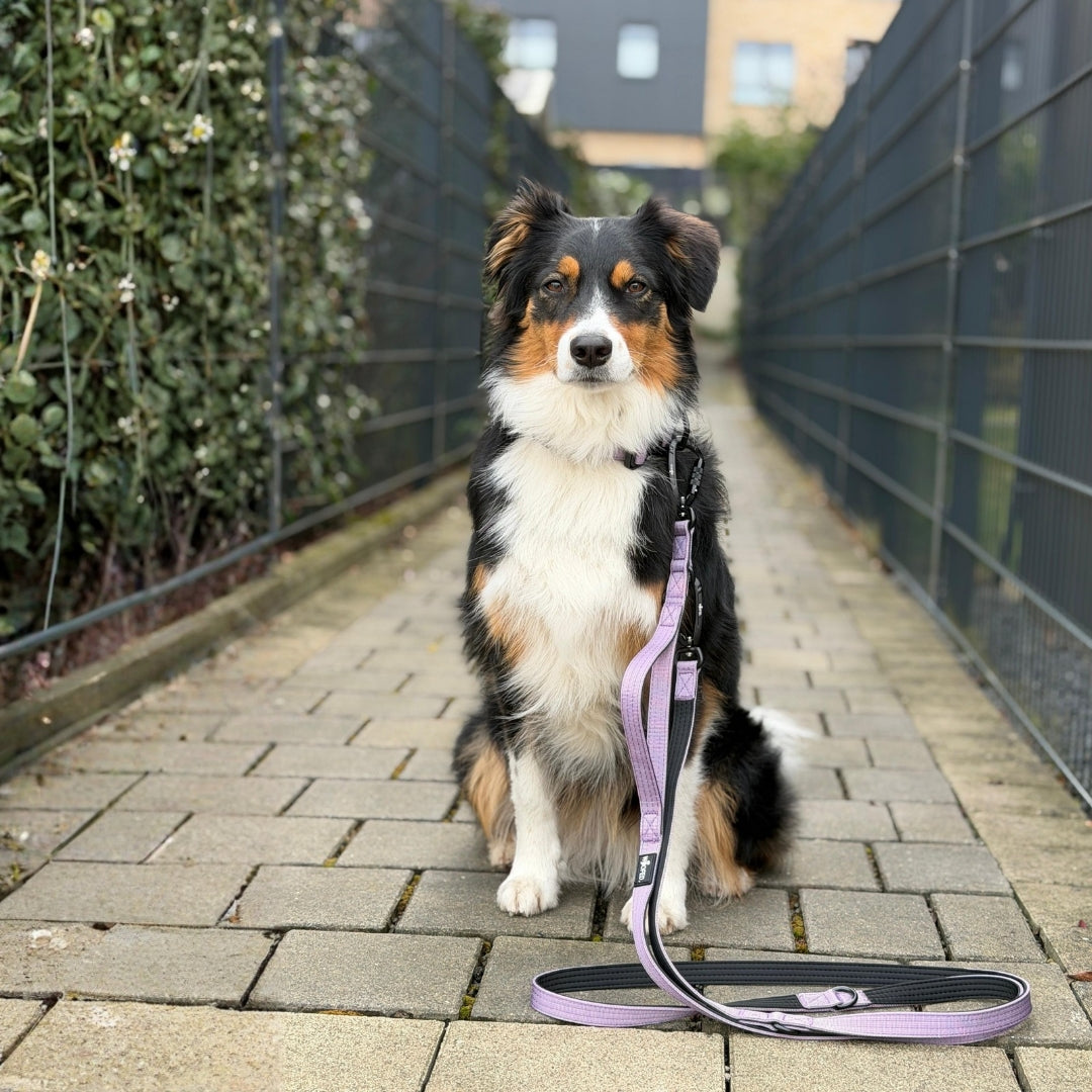 Halsband-Leinen-Set Nylon Lilac