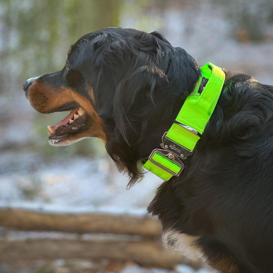taktisches Nylon Halsband Apple Green