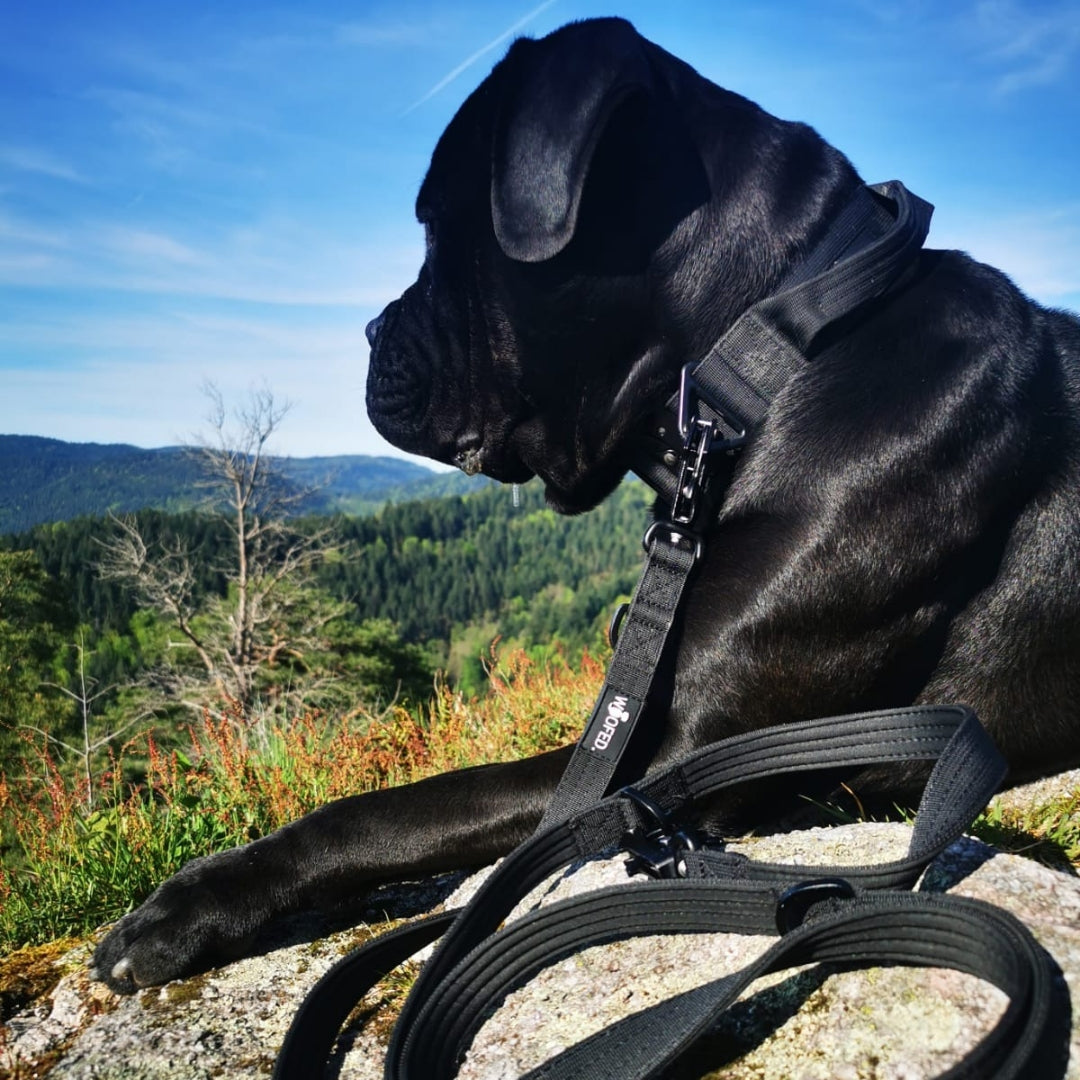 taktische Nylon Führleine Deep Black