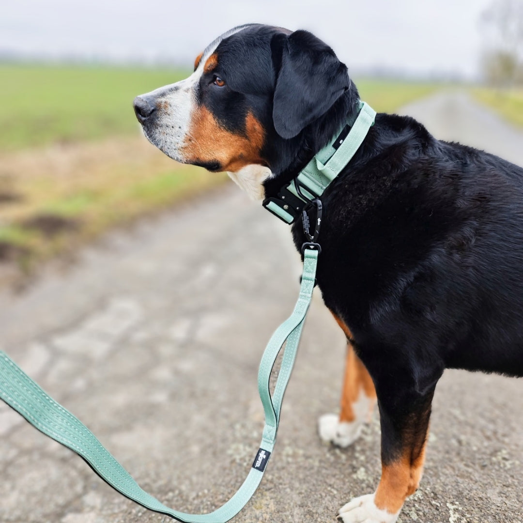 Halsband-Leinen-Set Nylon Sage Green