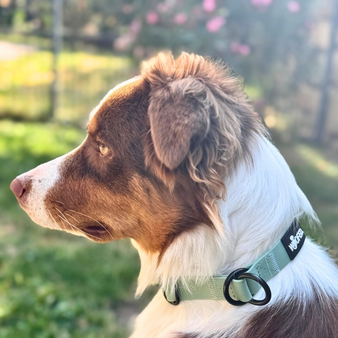 Zugstopphalsband WOOFLEX® Jade Green