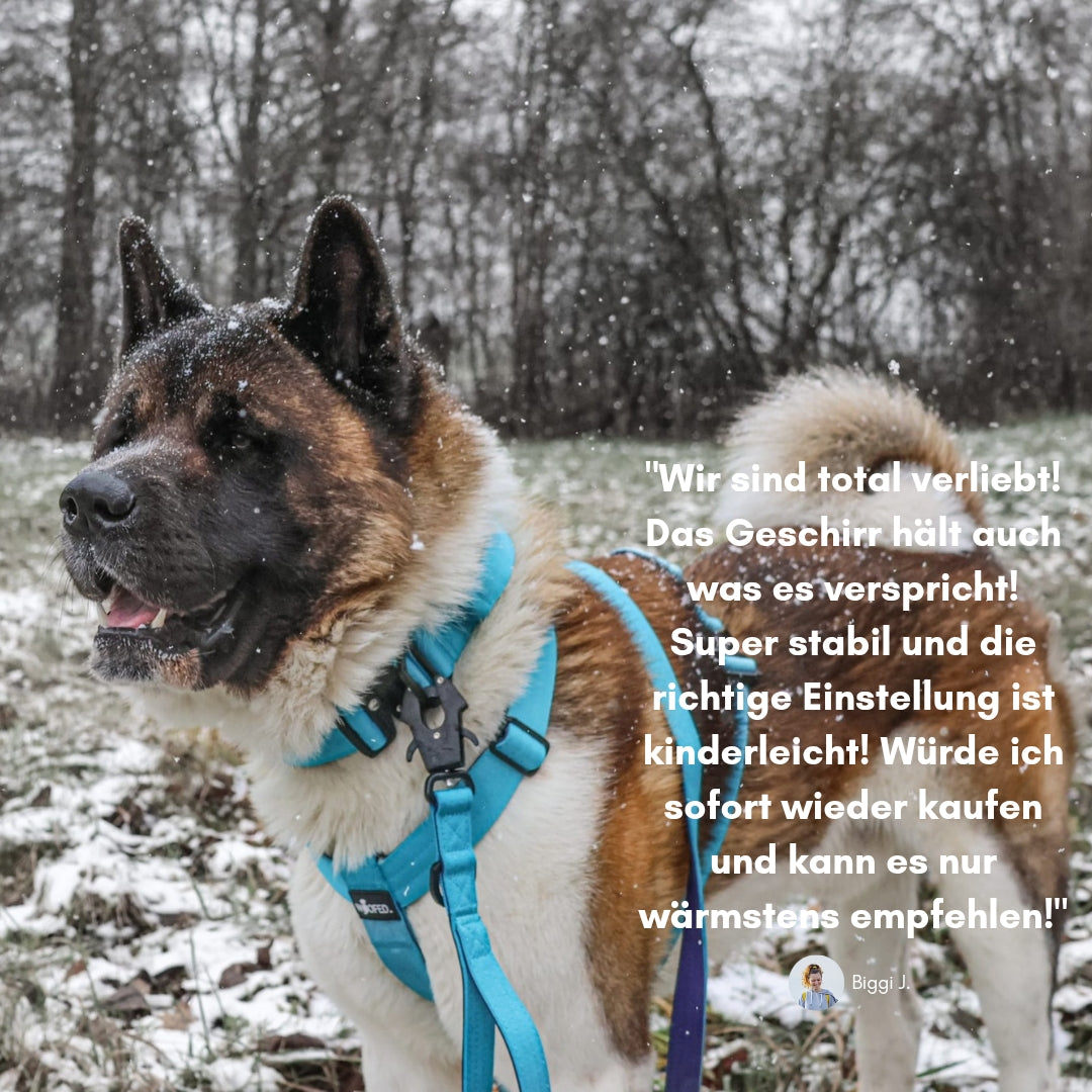 Y-Hundegeschirr 4fach-verstellbar mit Griff und Sicherheitsschnallen Arctic Sky - ultraleicht