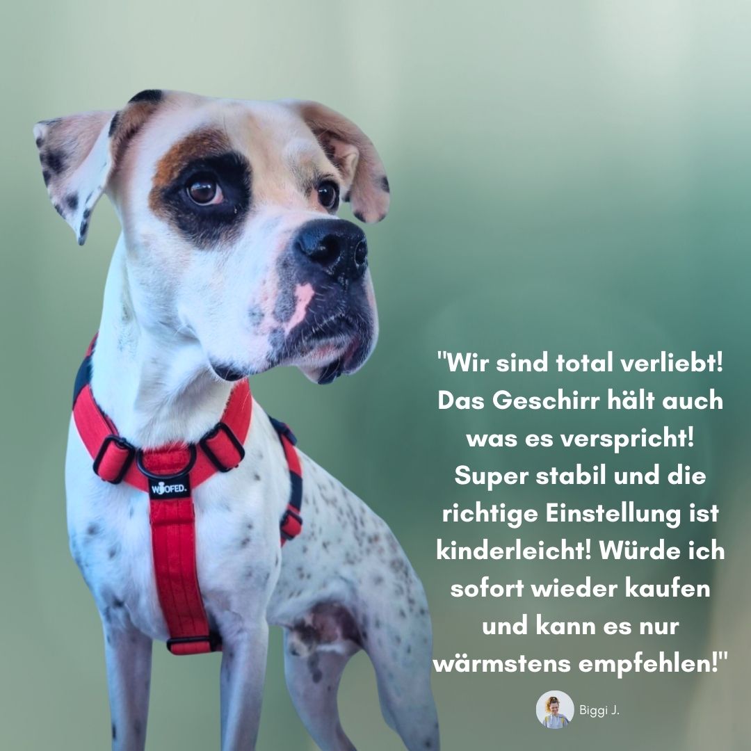 Y-Hundegeschirr 4fach-verstellbar mit Griff und Sicherheitsschnallen Rosso Red - ultraleicht