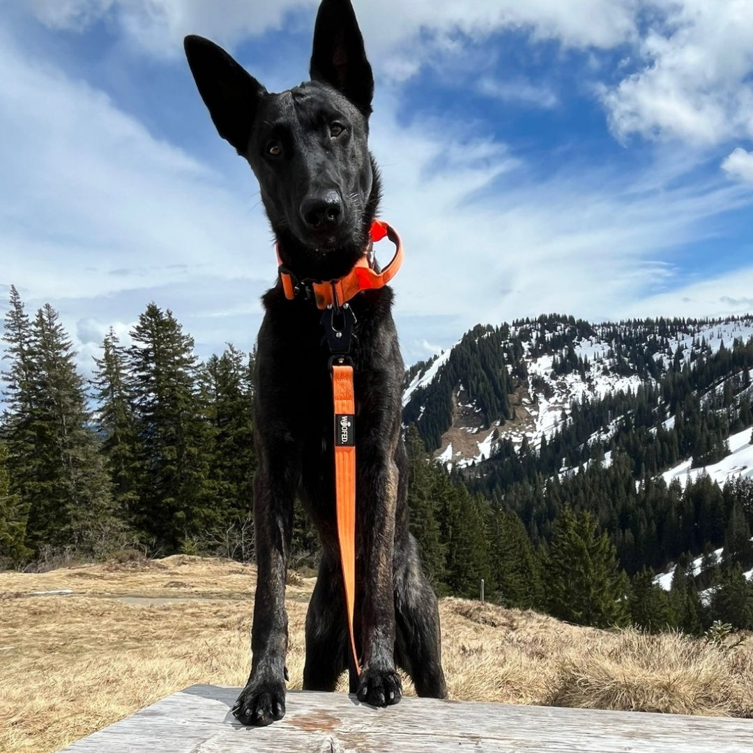Nylon Tactical Lead Safety Orange