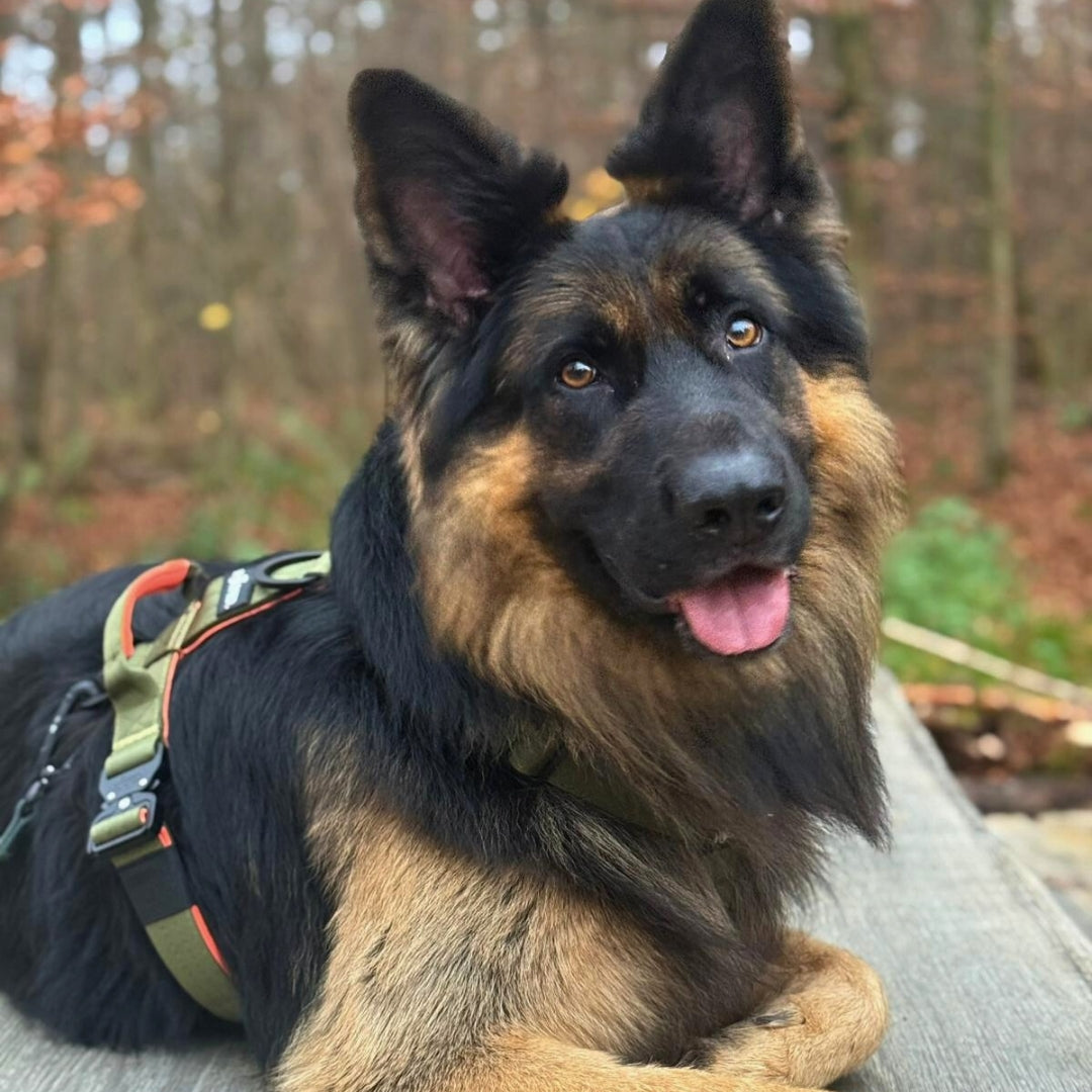 Schäferhund von vorn schräg, olivgrünes Y-Geschirr mit orangefarbener Einfassung und Haltegriff