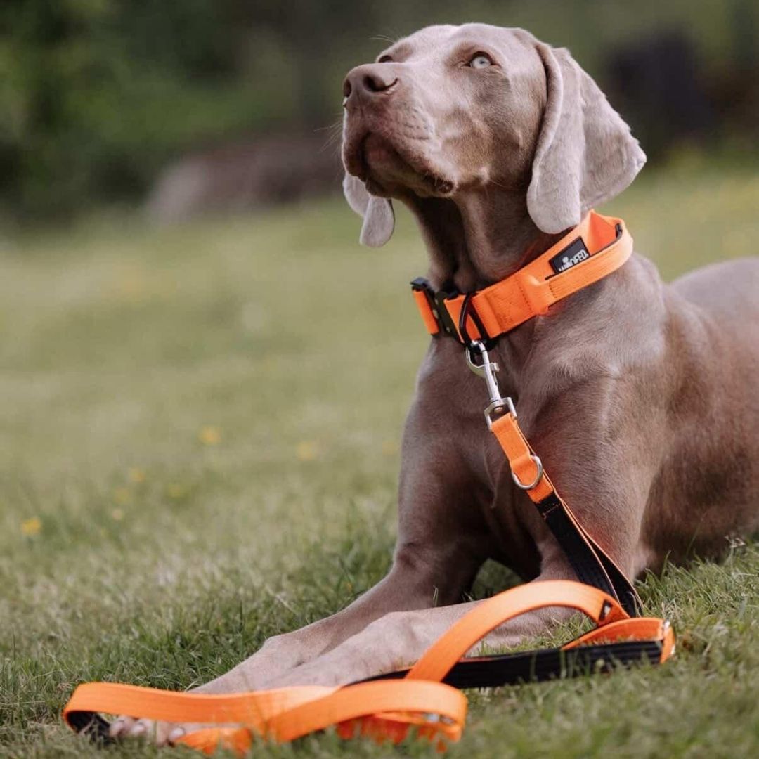 Grau wirkender Hund auf Wiese mit Safety-Orange-Leine und passendem Halsband, sichtbarer Karabiner