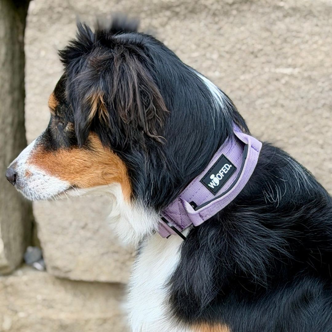 Nylon Tactical Halsband Lilac - ultraleicht