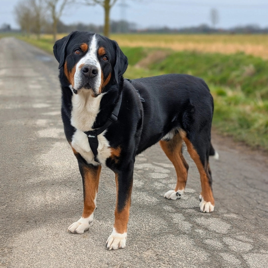 Y-Hundegeschirr 4fach-verstellbar mit Griff und Sicherheitsschnallen Deep Black - ultraleicht