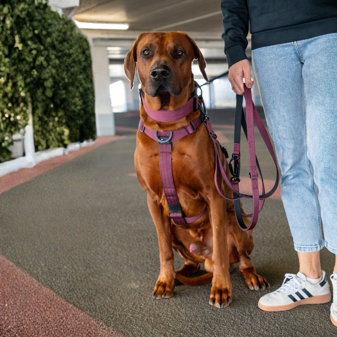 Y-Hundegeschirr 4fach-verstellbar mit Griff und Sicherheitsschnallen Bordeaux - ultraleicht