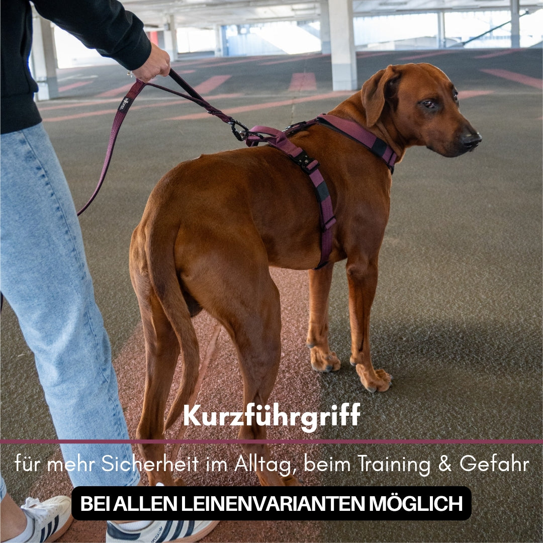 Brauner Hund, seitlich-rückansicht, trägt bordeauxfarbene Leine mit Kurzführgriff und passendem Brustgeschirr im Parkhaus