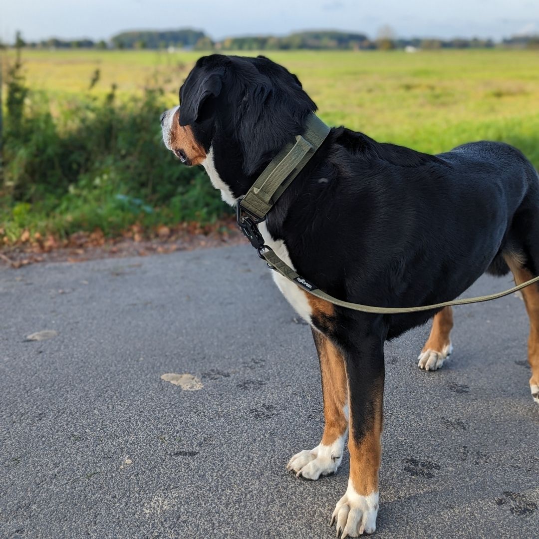 taktisches Nylon Halsband mit Griff Military Olive - ultraleicht