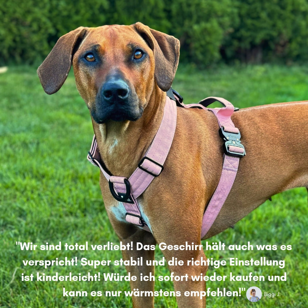 Y-Hundegeschirr 4fach-verstellbar mit Griff und Sicherheitsschnallen DUSTY ROSE - ultraleicht