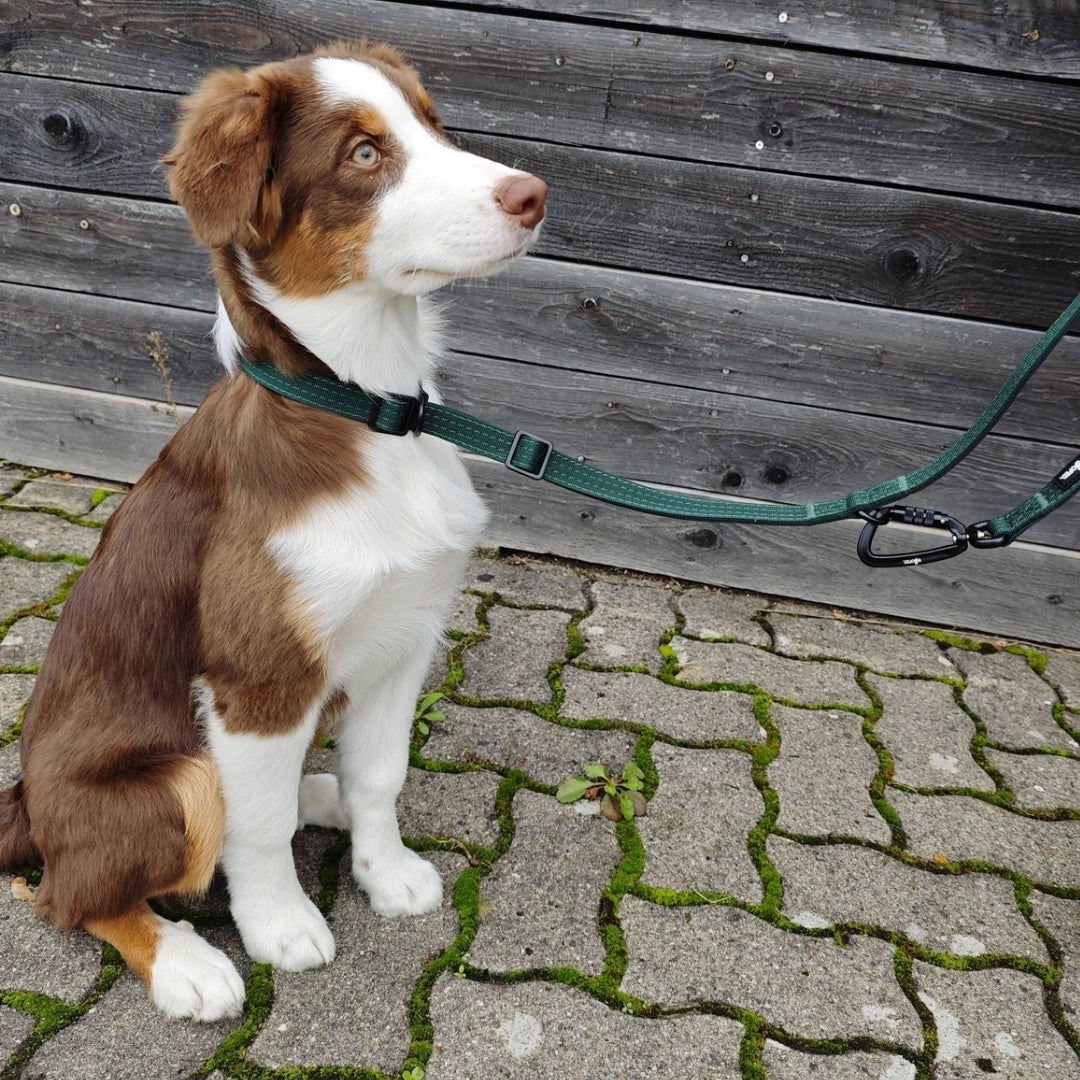 Nylon Retrieverleine verstellbar Dark Green