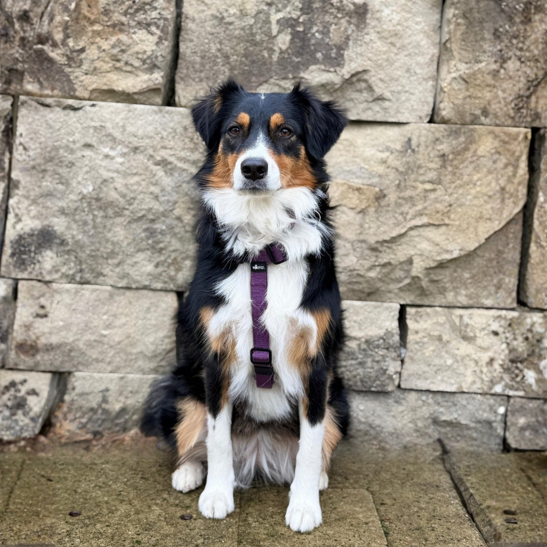 Y-Hundegeschirr 4fach-verstellbar mit Griff und Sicherheitsschnallen Velvet Purple - ultraleicht