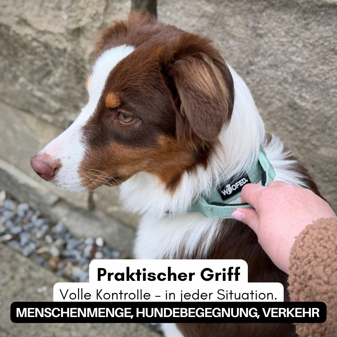 Braun-weißer Hund seitlich mit sagegrünem Nylonhalsband, Hand hält praktischen Griff, steinerner Hintergrund