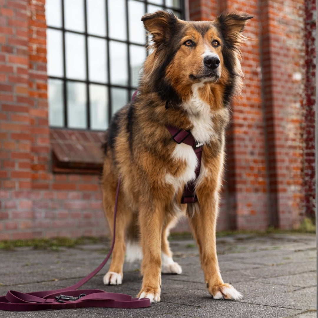 Y-Hundegeschirr WOOFLEX® 4fach-verstellbar mit Griff und Sicherheitsschnallen Burgundy - wasserfest